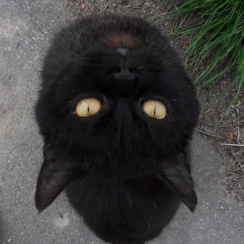 Meet your Posher, Jovi